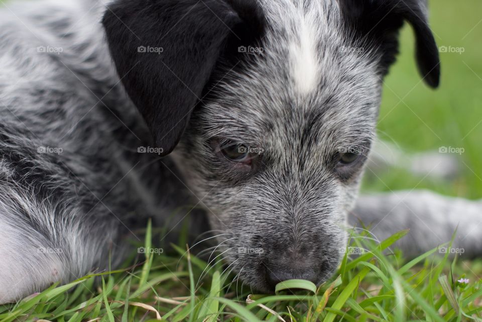 Blue heeler puppy with a mad face 