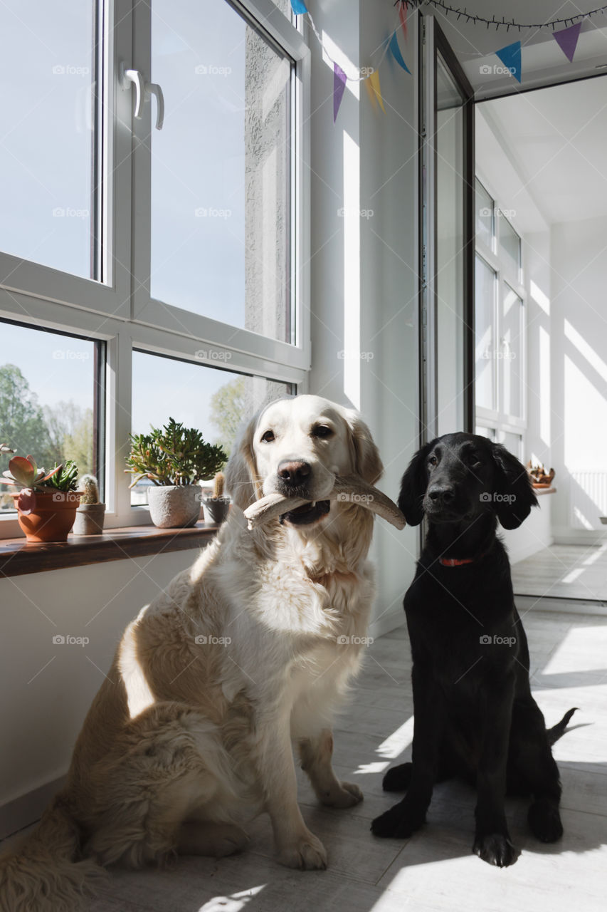 Two dogs - golden retriever with a bone on her mouth and a black retriever are sitting near the window sill with plants in a room full of sunlight 