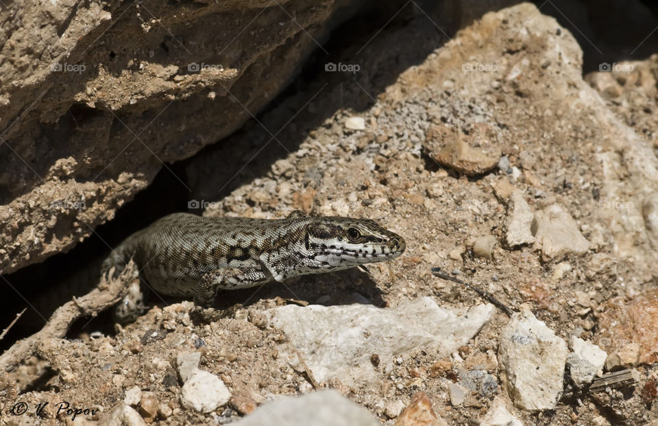 Wall lizard