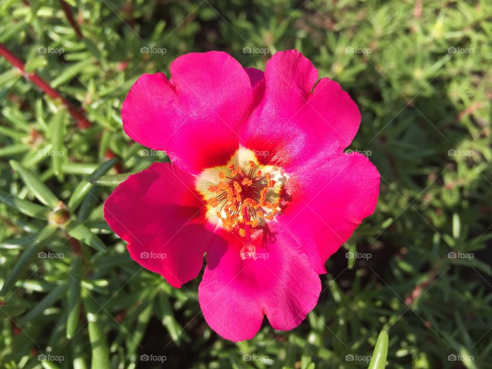 beautiful red flower