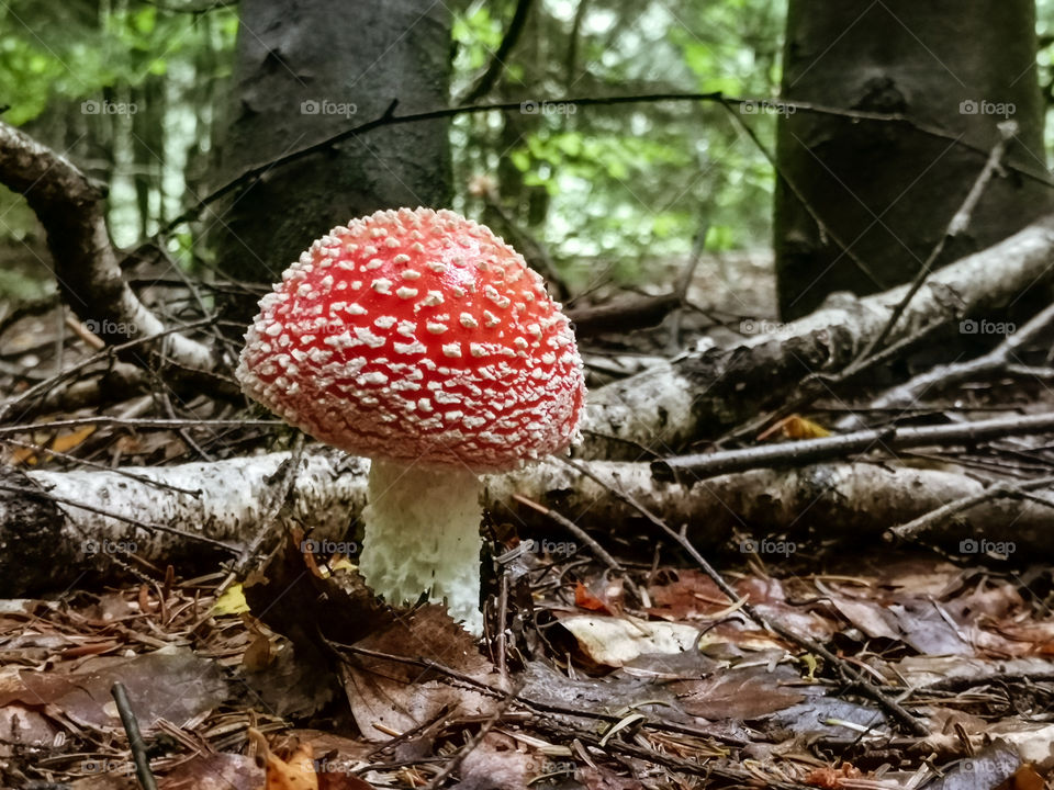 Must be a delicious mushroom