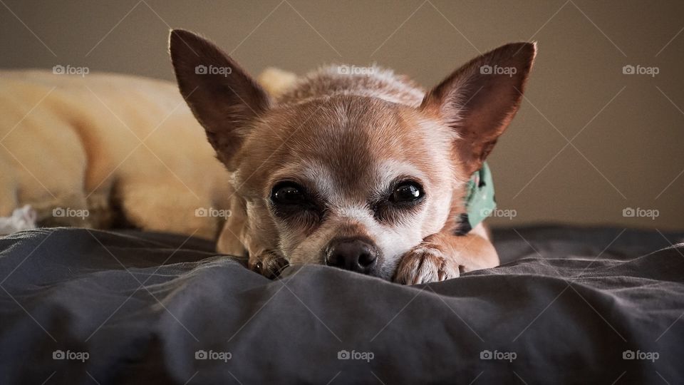 Small Chihuahua