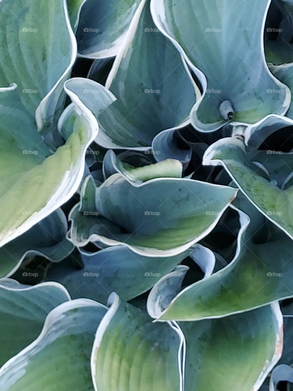 regal splendor hosta up close