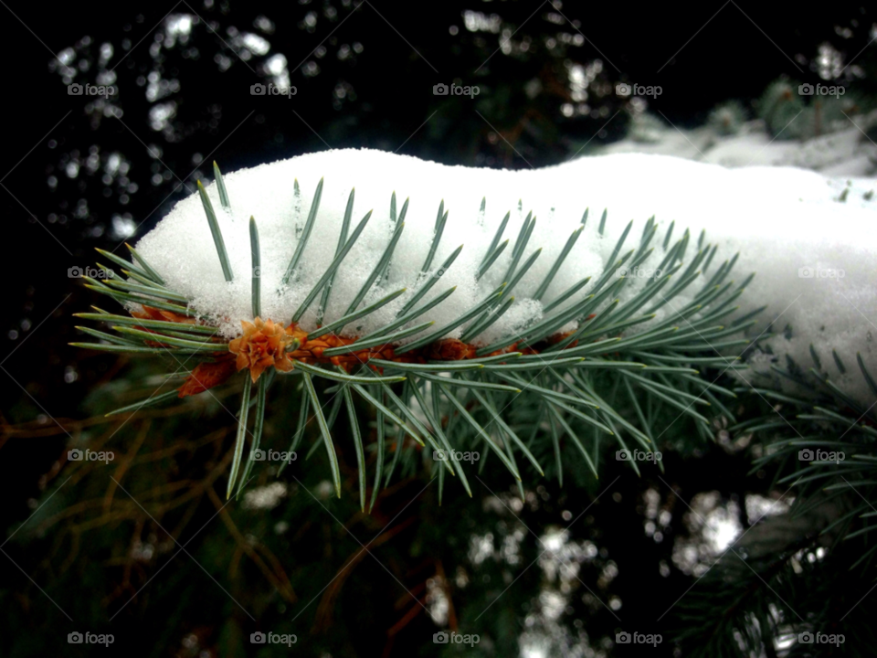 Tree snow. Tree snow