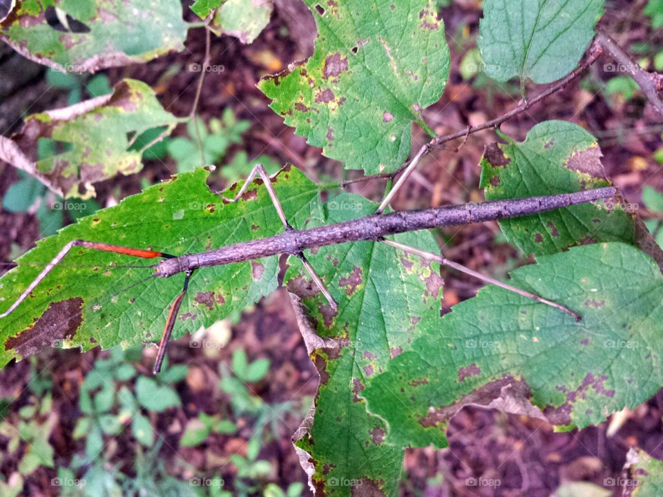 walking stick