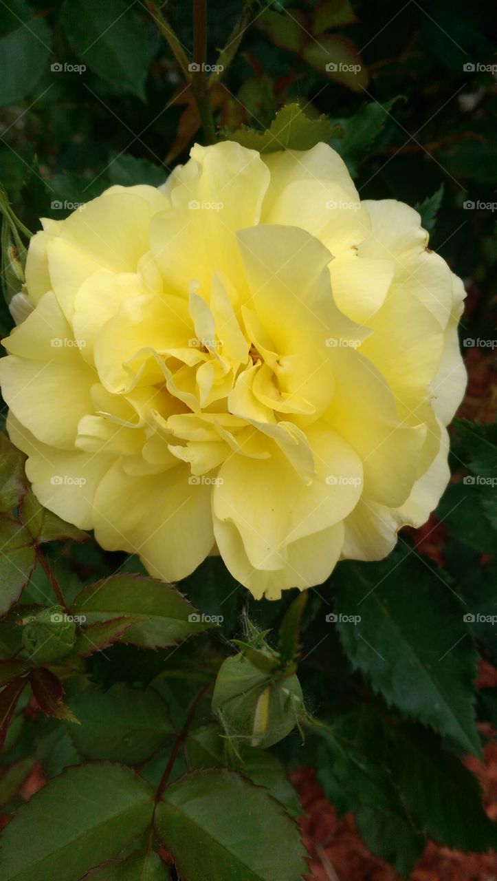 yellow rose