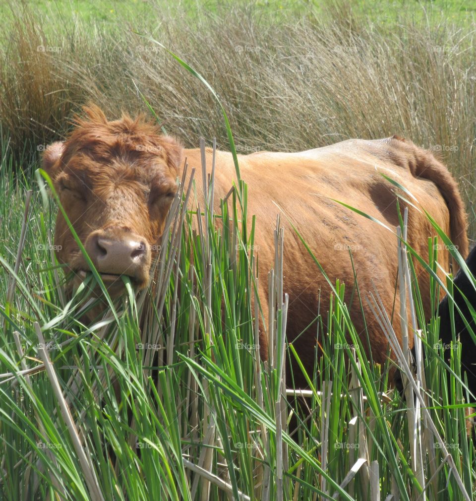 A cow in the salt marshes at steart