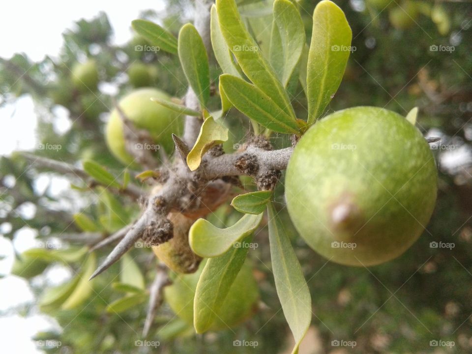fruit Argan