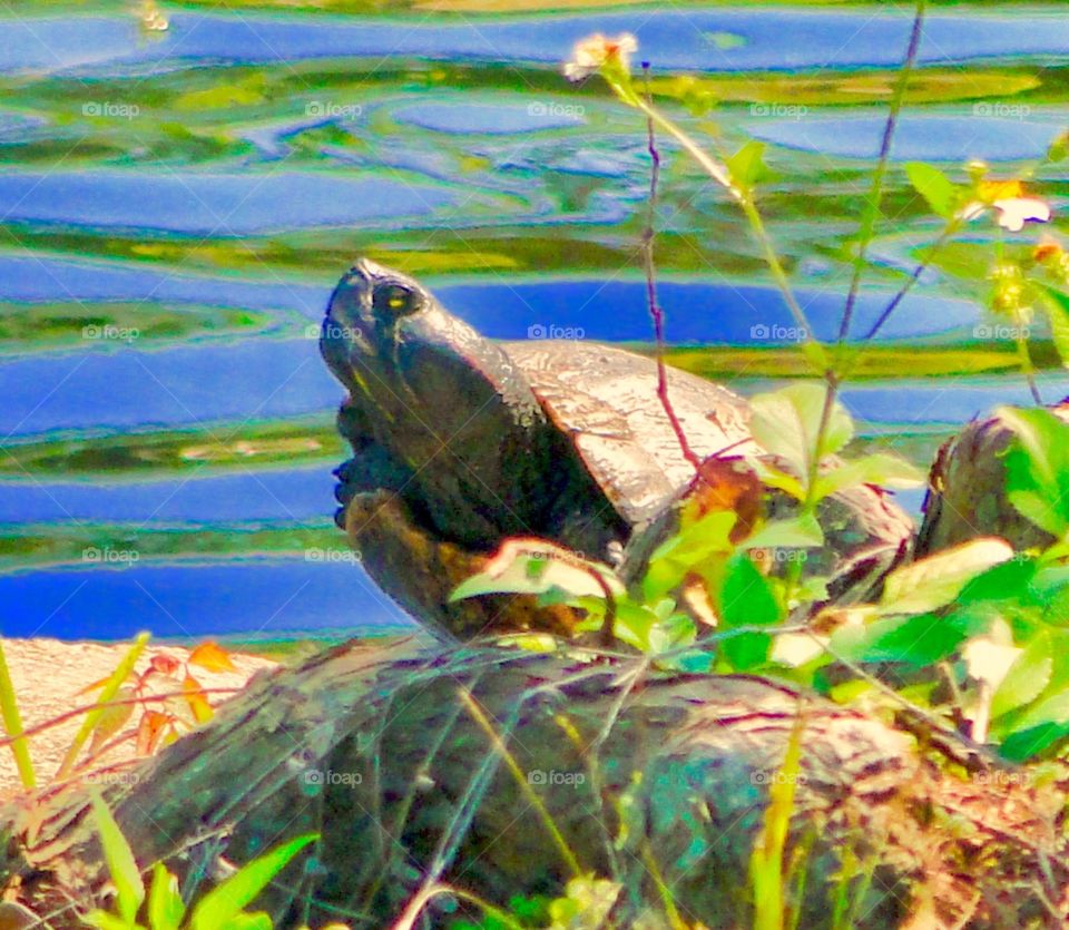 Turtle 