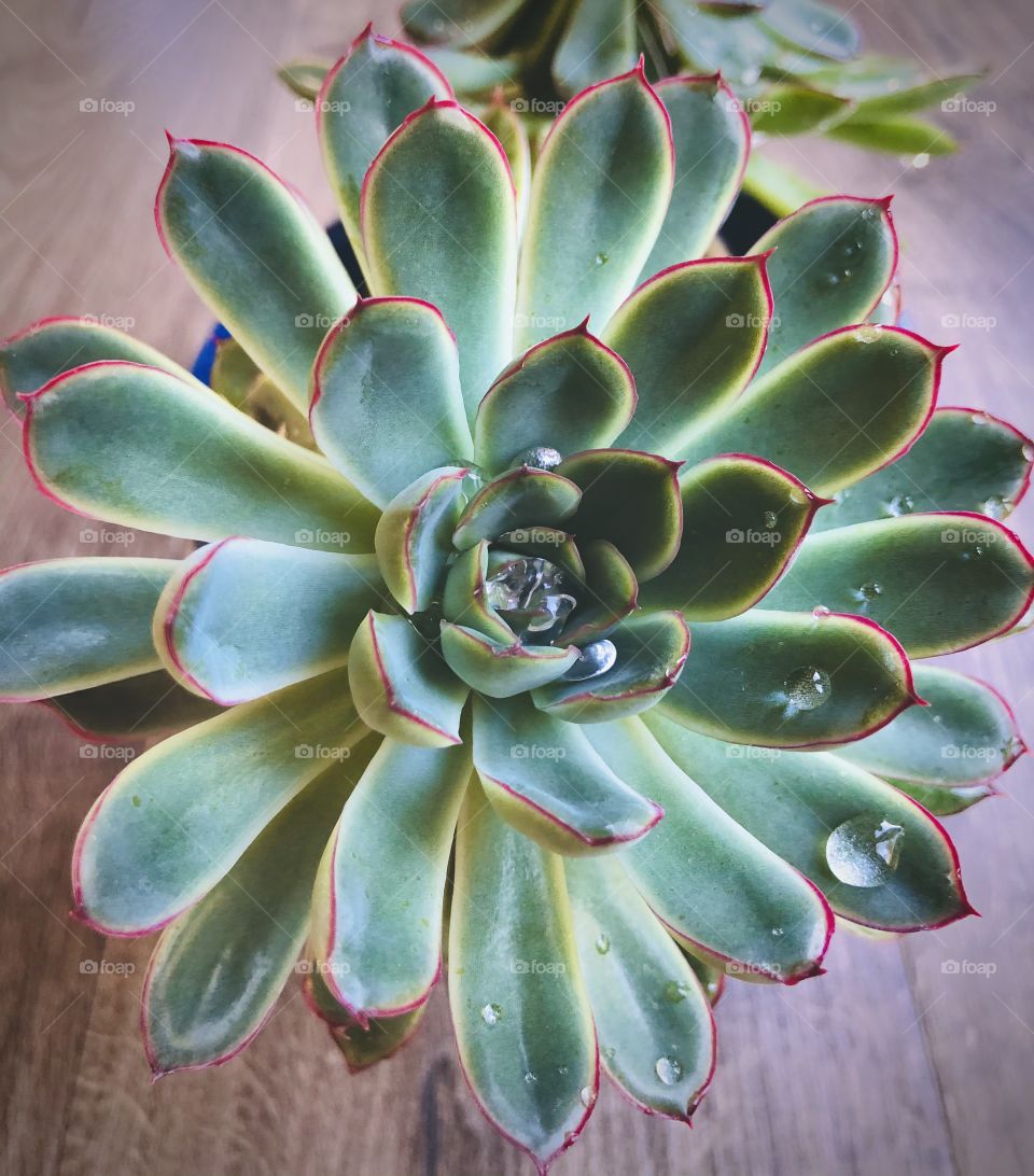 Succulent 