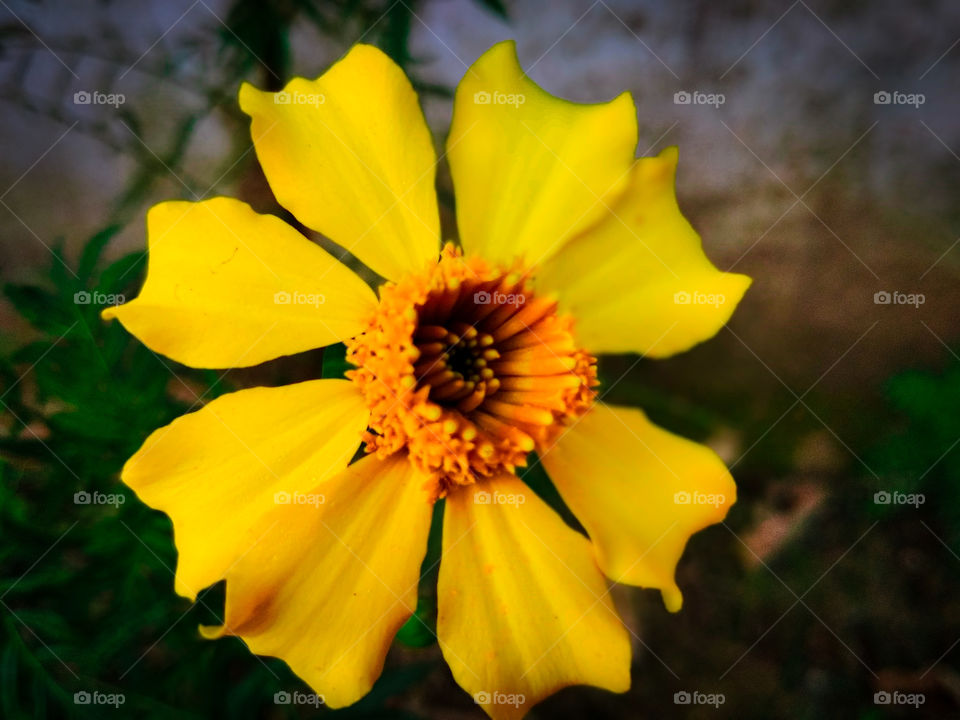 Yellow flower