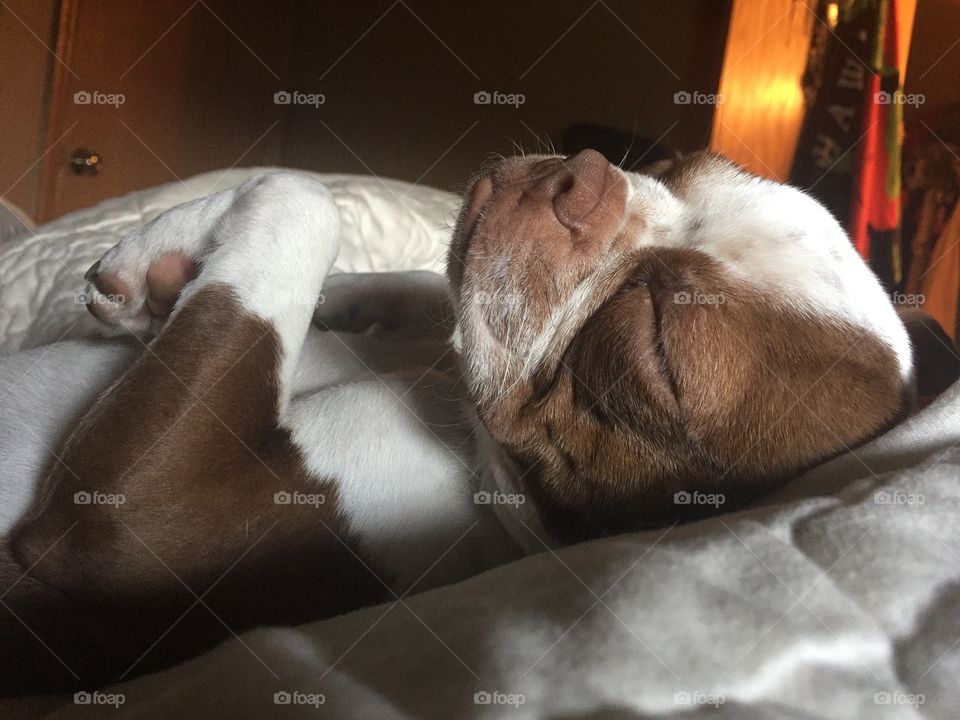 Boston terrier sleeping 