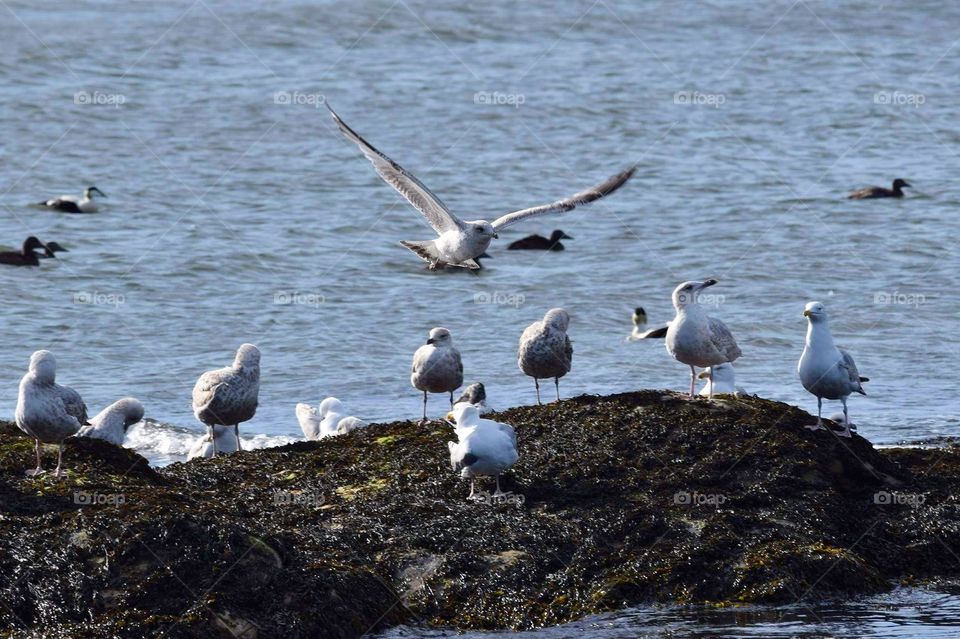 Seagulls on the rocks