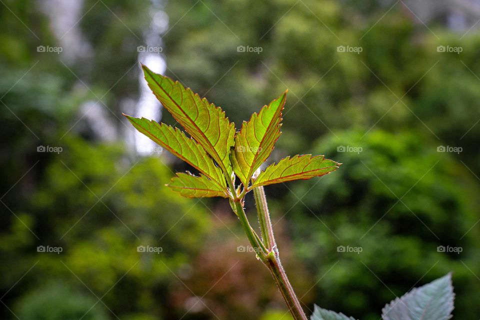 The close up of a plant in a garden.