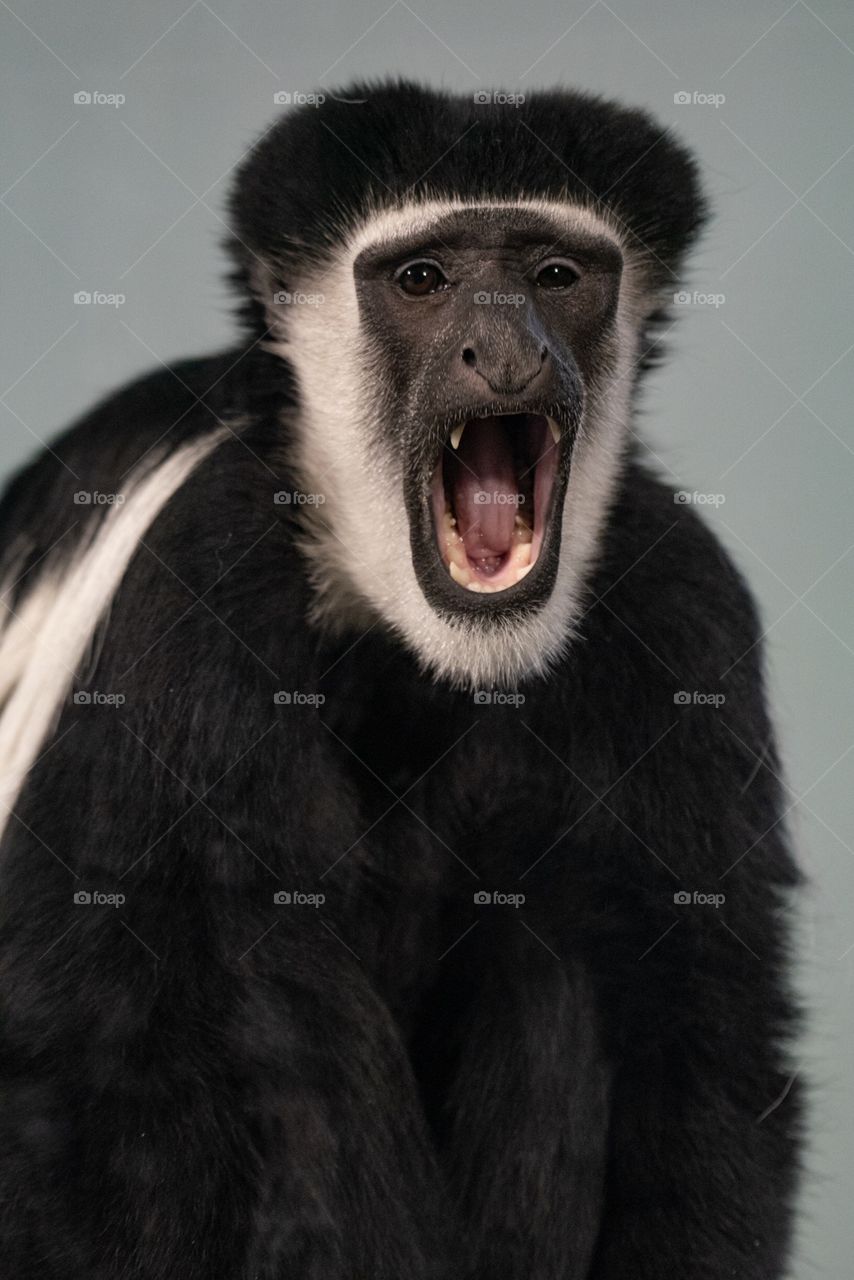 Open mouth monkey