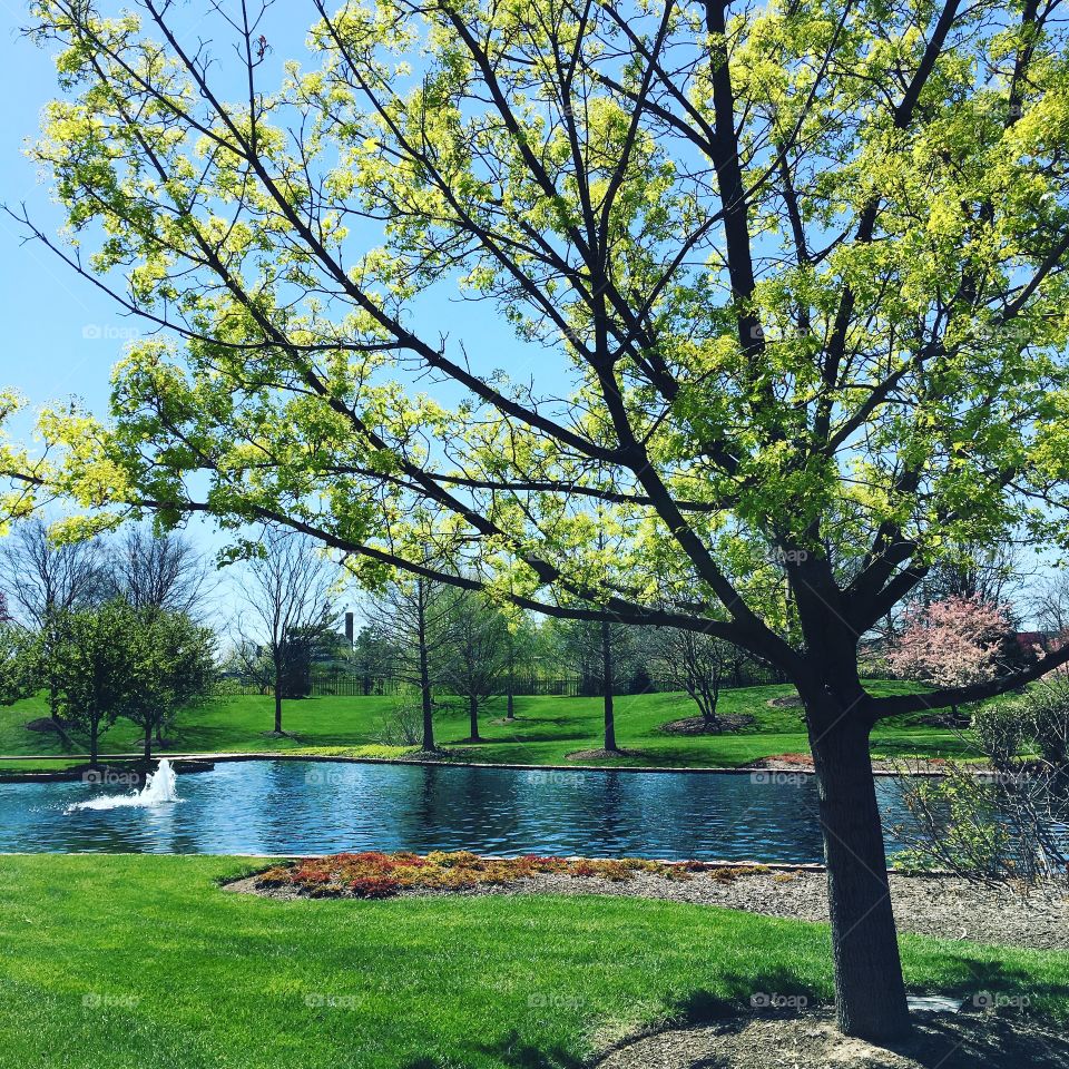 #nature #green #lifeonearth #wearegifted #beauty#Indiana#Indianapolis#garden#scenery#garden