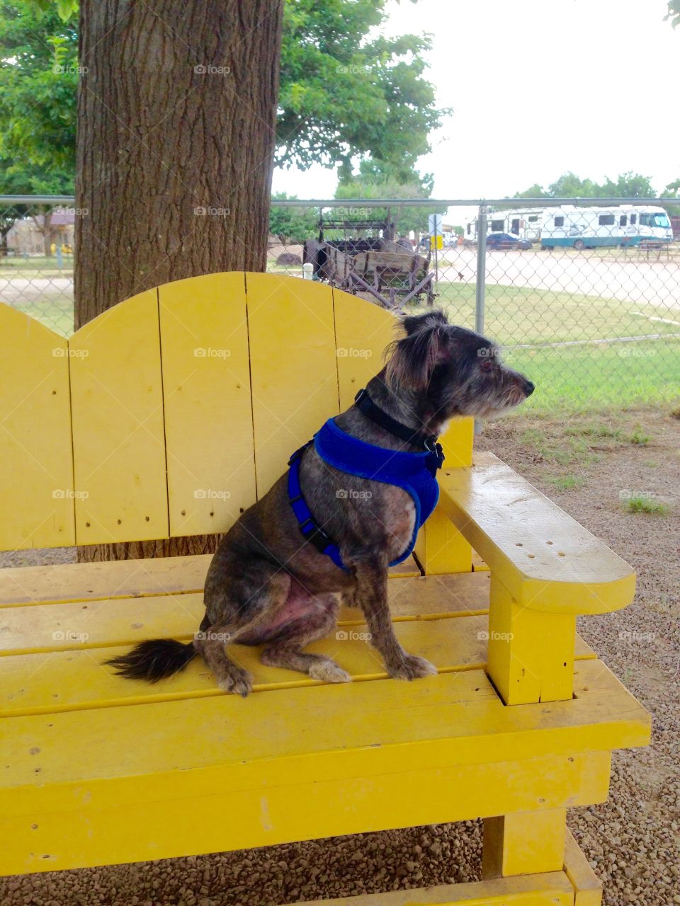 Dog on bench