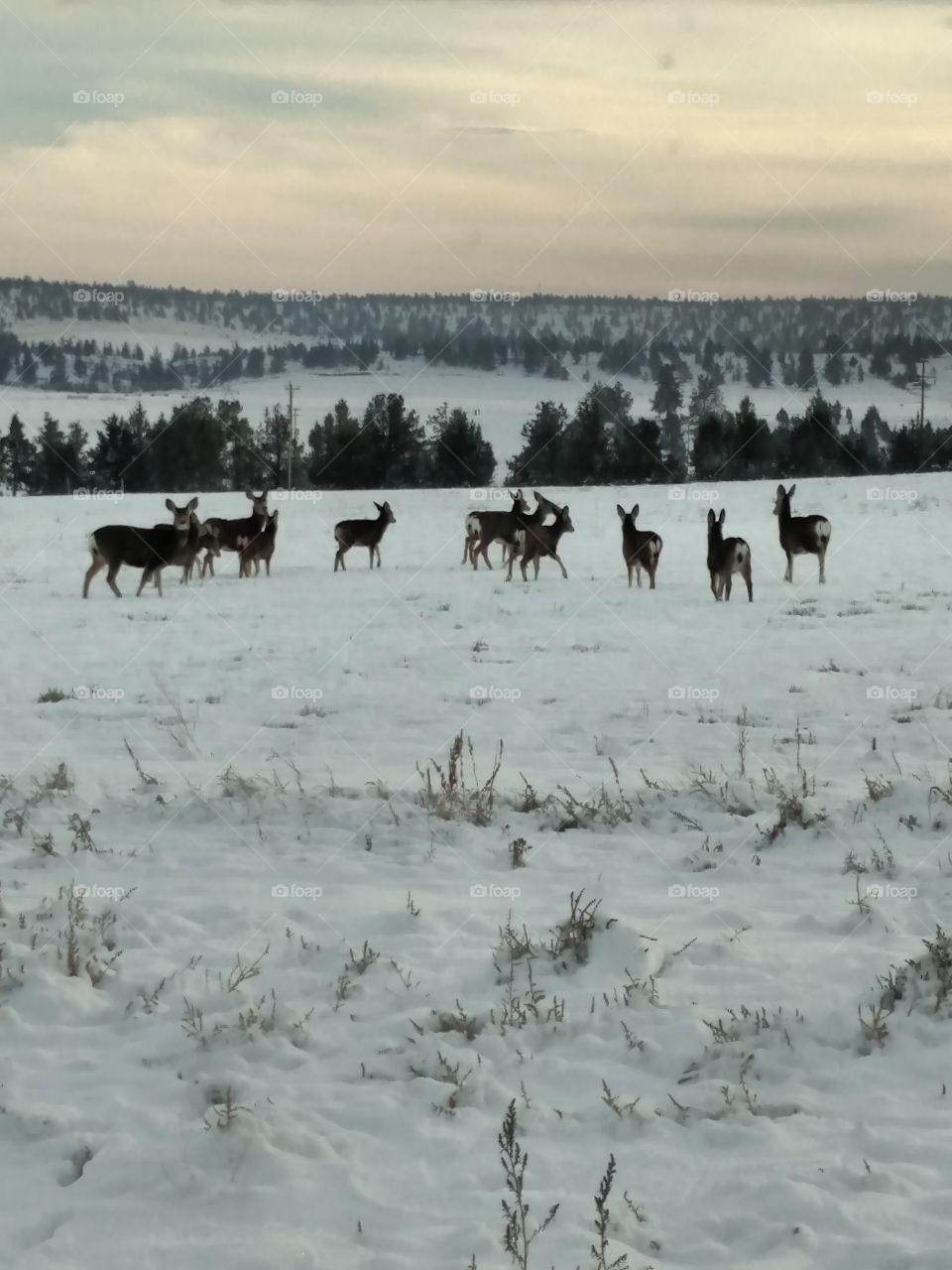 Deer in Winter