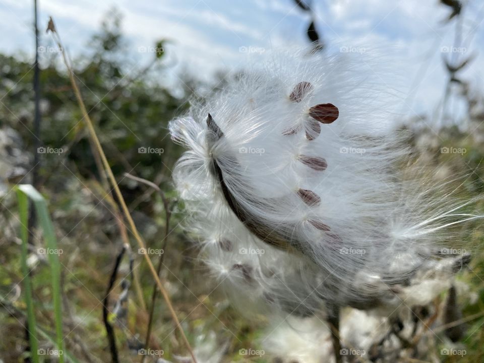 Wind blowing seeds from flower