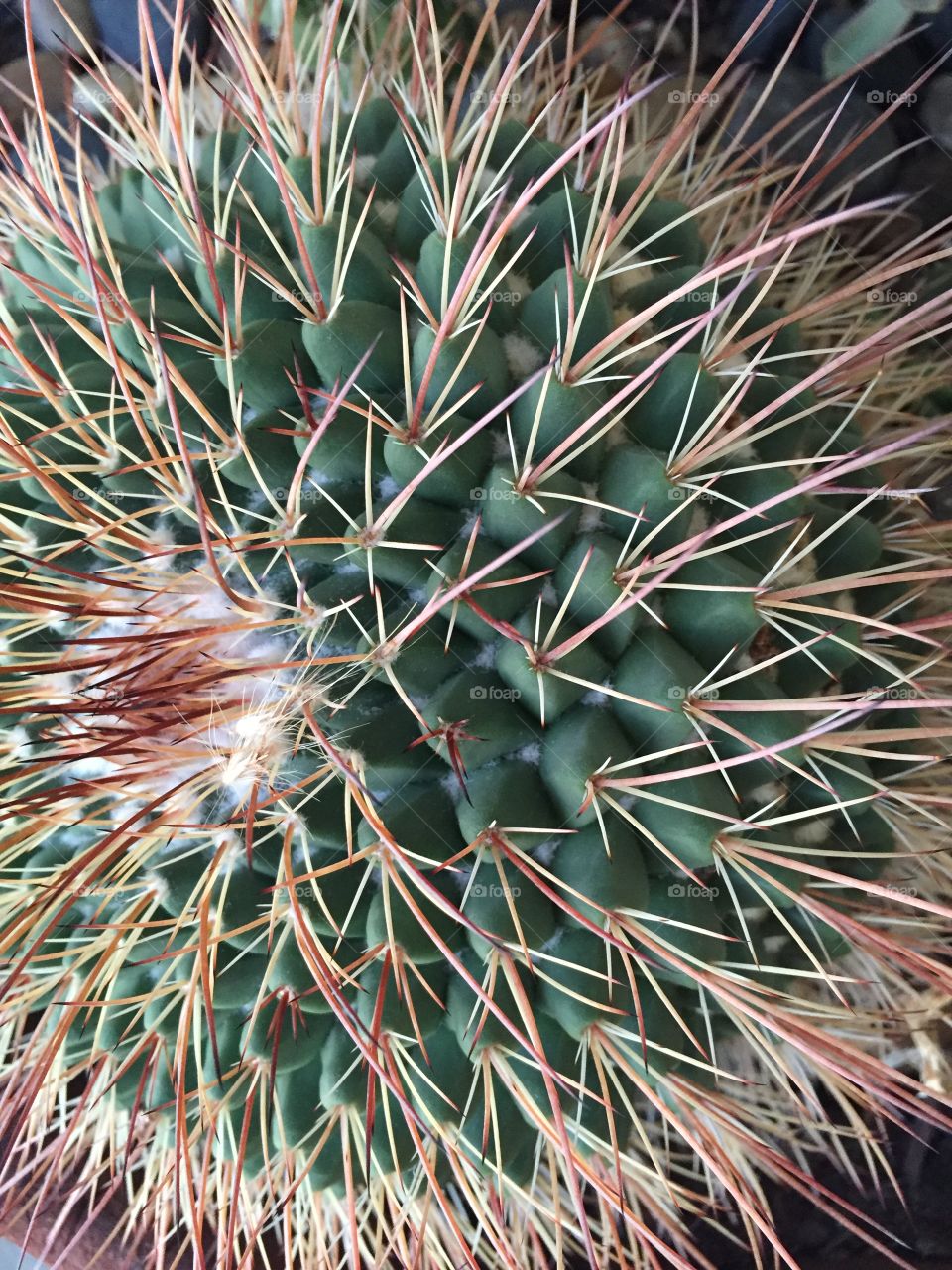 Cactus vibes
