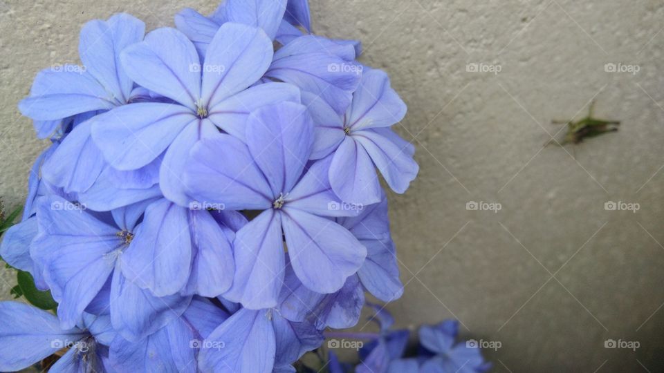 lilac flowers lavander