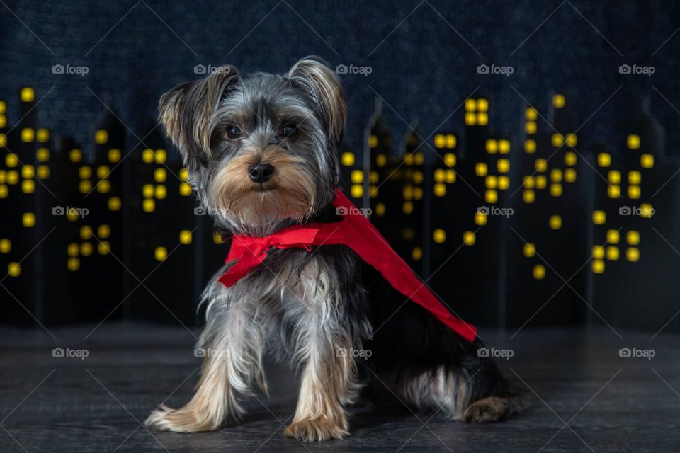 Dramatic superhero yorkshire terrier dog in red cape on city scape backdrop. Yellow red blue. 