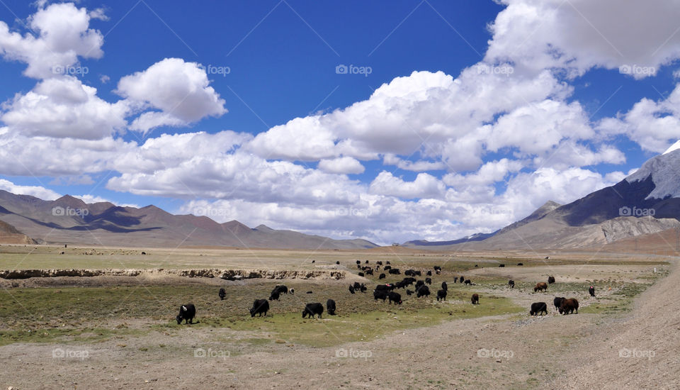 Tibetan view 