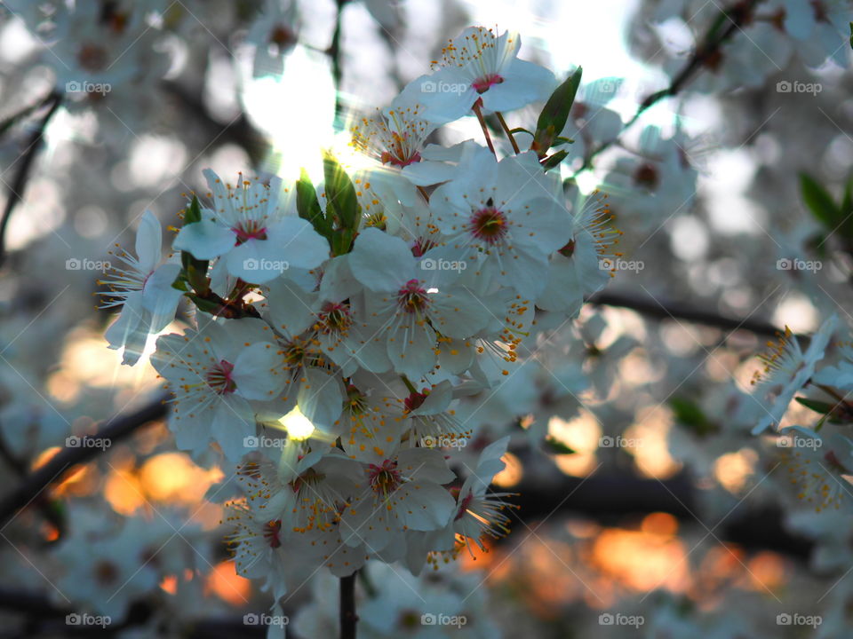 Flowers in the sunset
