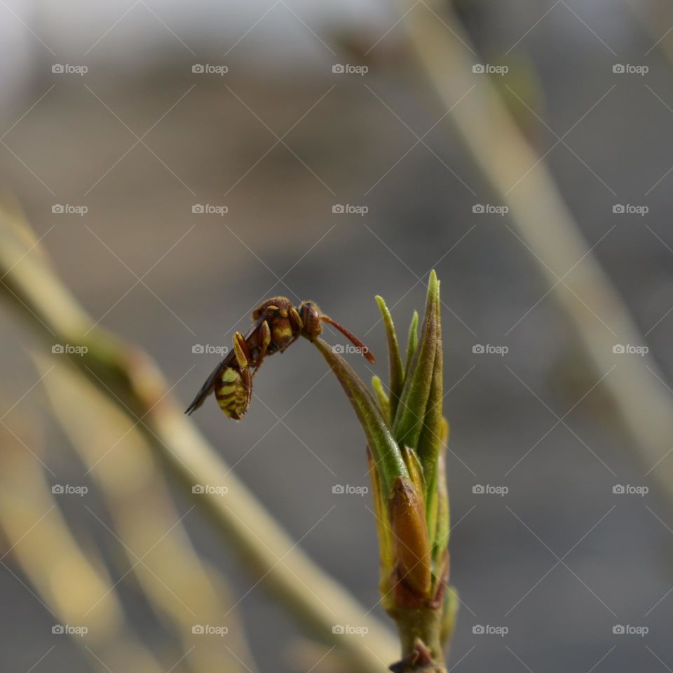 new buds and sleeping bee