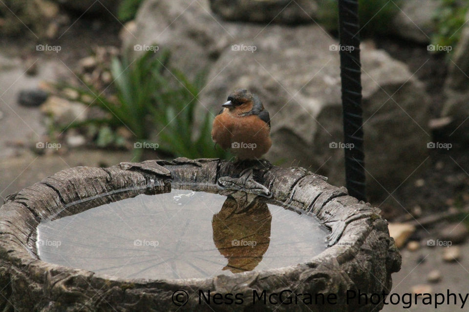 Chaffinch resting by the birdbath for a drink