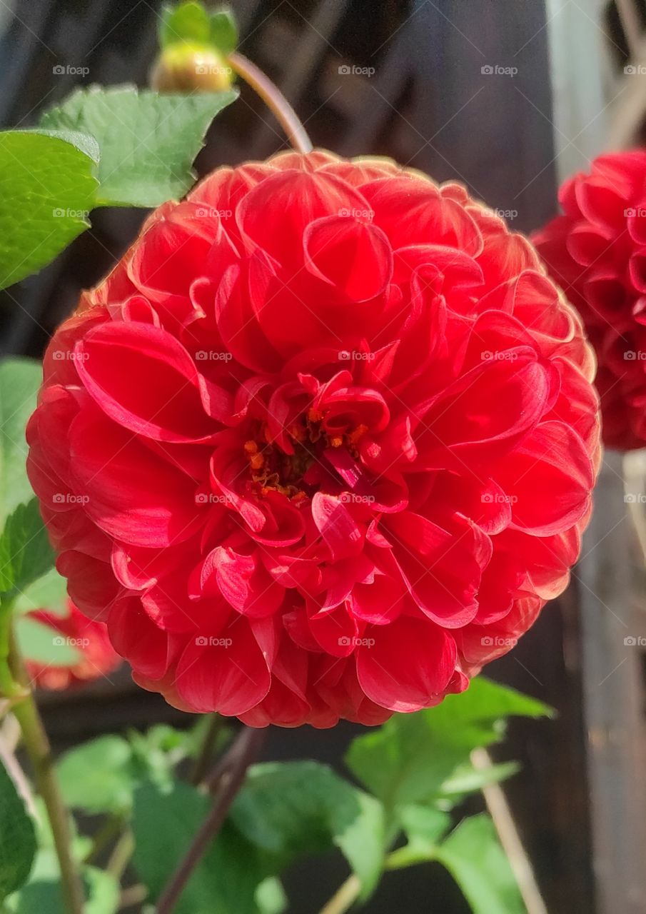 dahlia