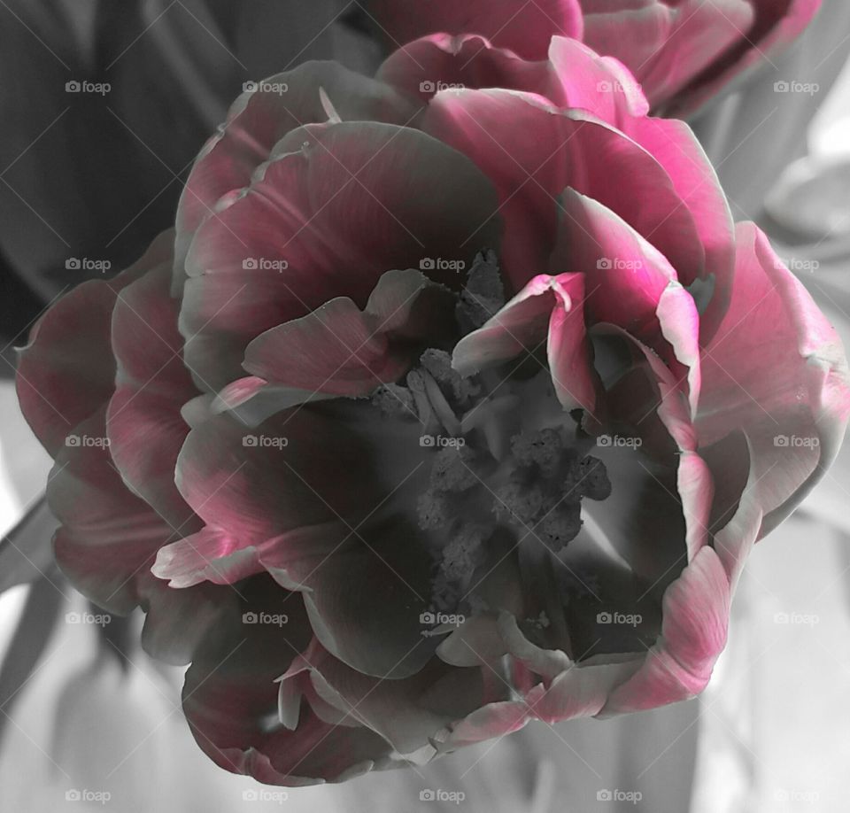 Black and White Flower