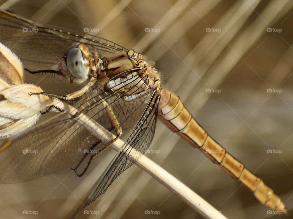 Dragonfly 