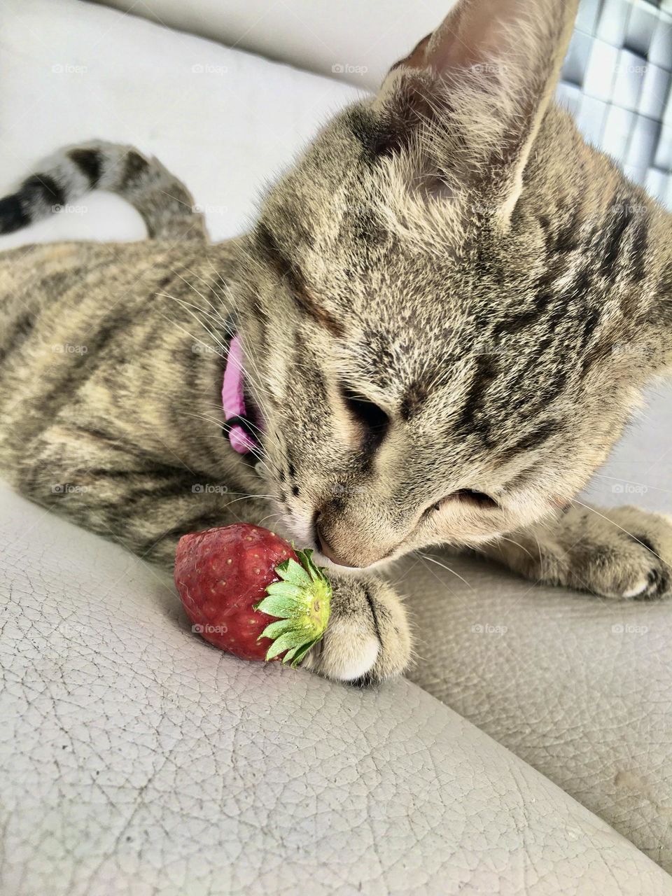 The cat and the strawberry