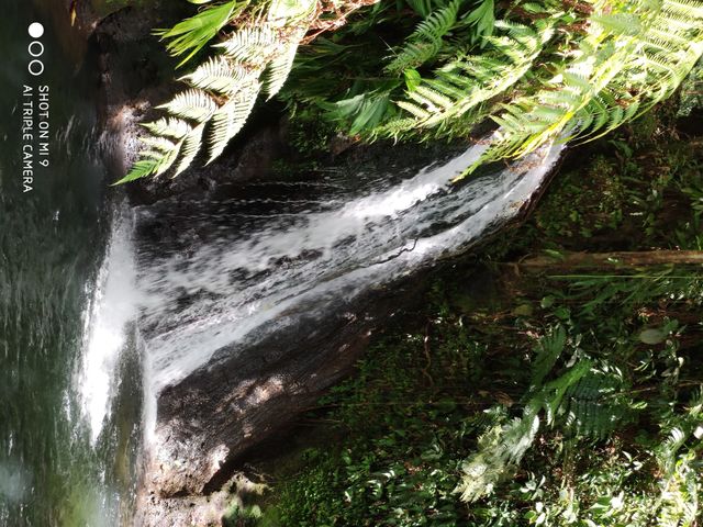 Nature tropicale 