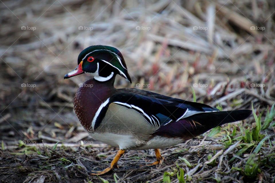 Wood duck is walking on the ground