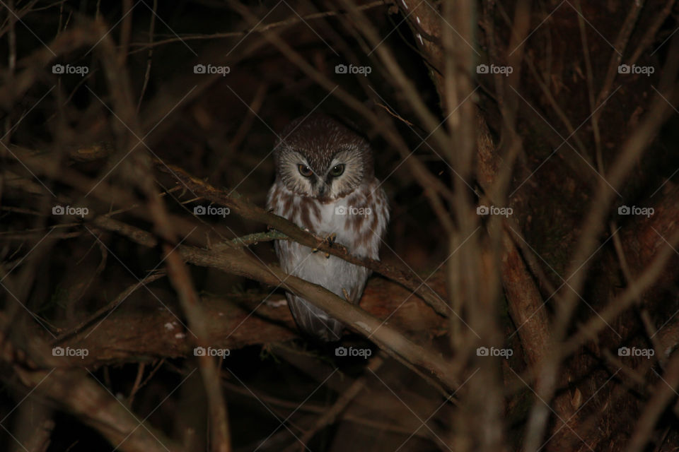 Saw-whet Owl