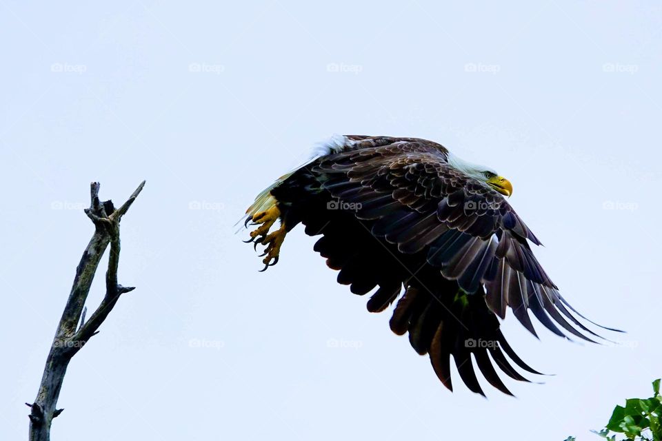 A adult bald eagle takes flight from a tall branch