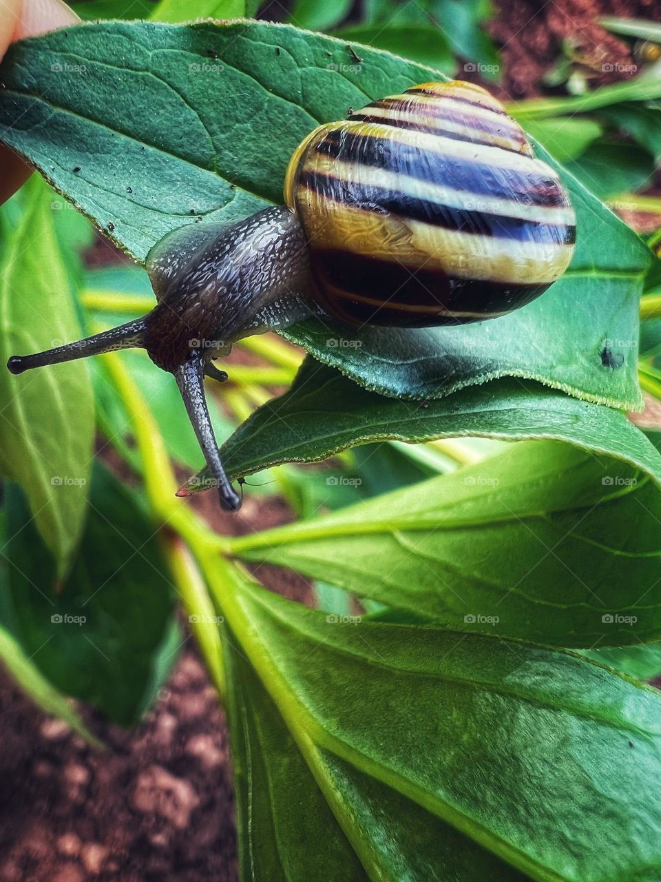 Snail