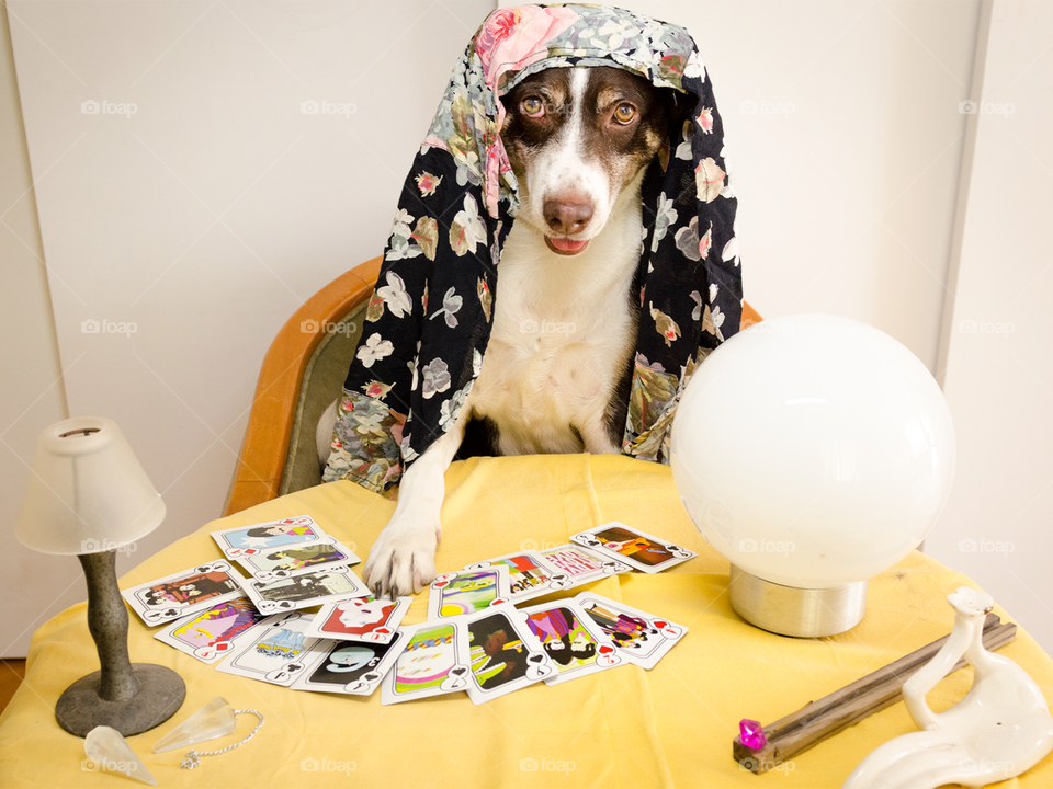 Dog with cards - fortune teller