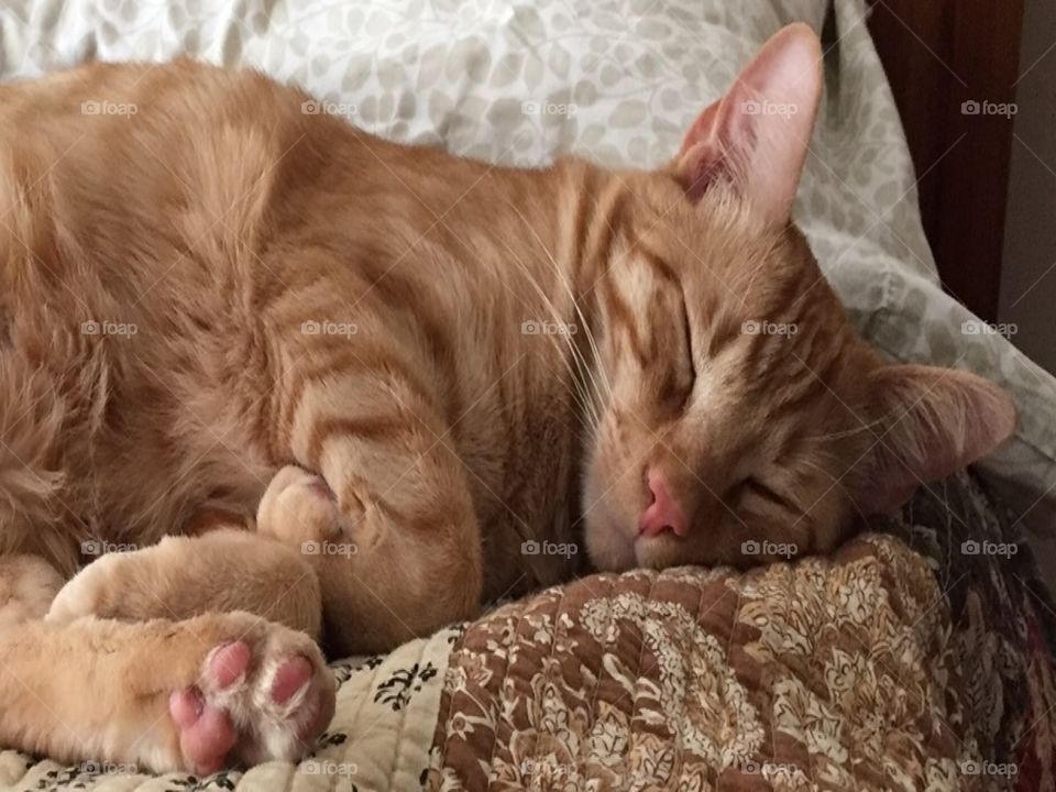 Cat nap for Spencer