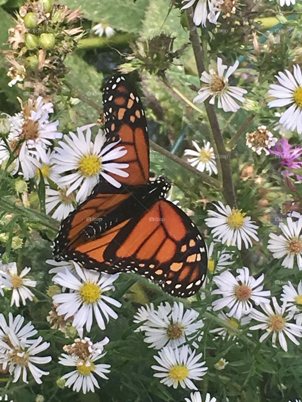 Monarch in the flowers 