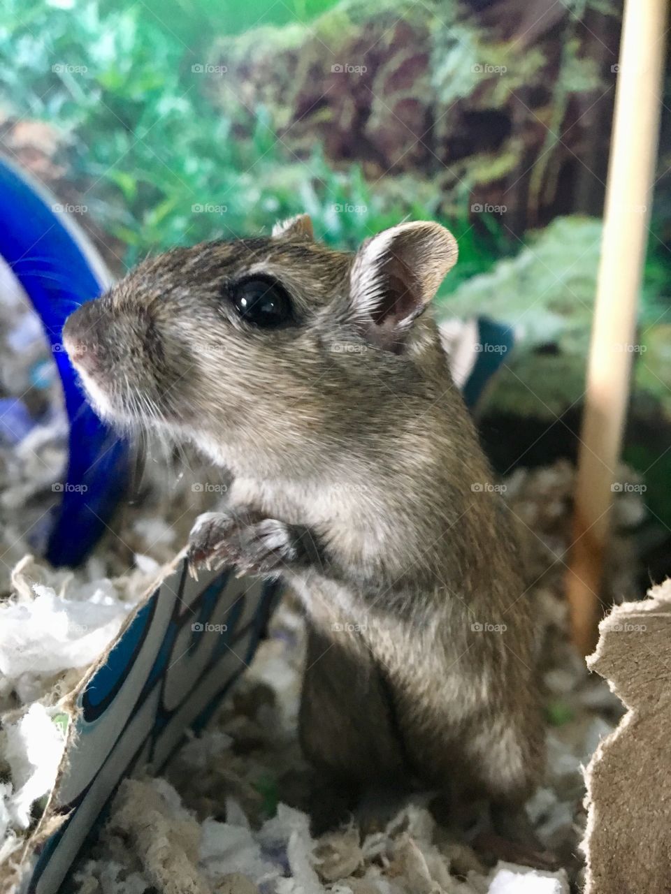 A male gerbil exploring his cage. Not pictured is his bonded brother. Very strange coloration for a gerbil, would describe it as calico. He has quite long claws for scratching and digging.
