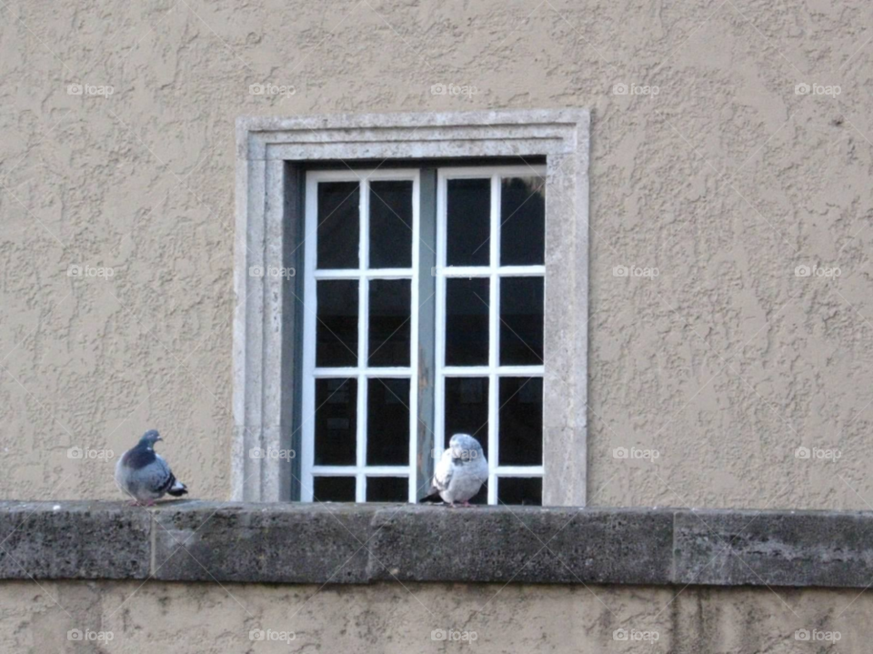 window germany pigeons love birds by micheled312