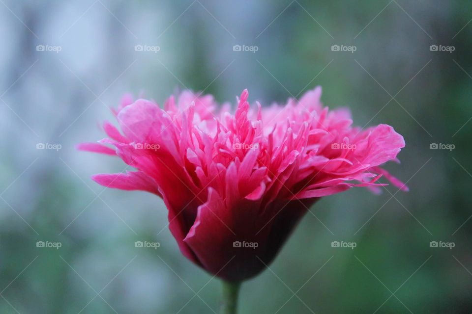 Pink flower