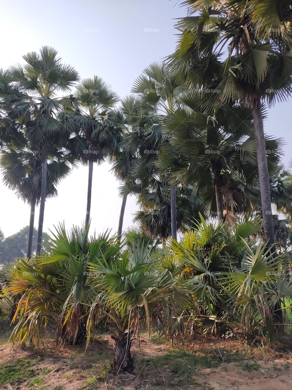😍beautiful small big palm trees 🌴🌴🌴🌴🌴🌴🌴🌴🌴🌴🌴🌴🌴🌴🌴🌴🌴🌴🌴🌴🌴🌴