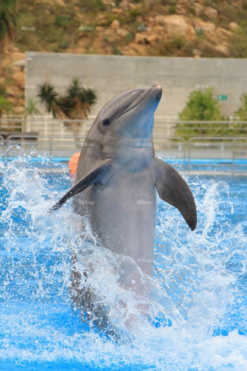 Happy Dolphin