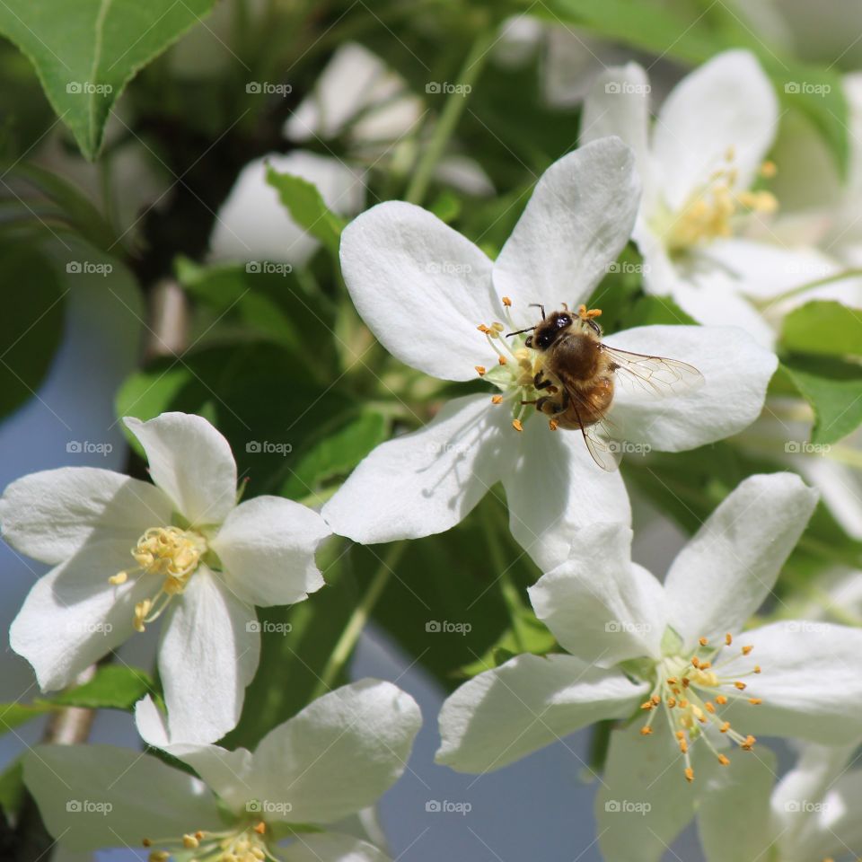 busy spring bee