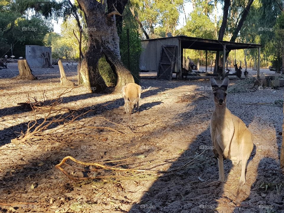 kangaroos in bush