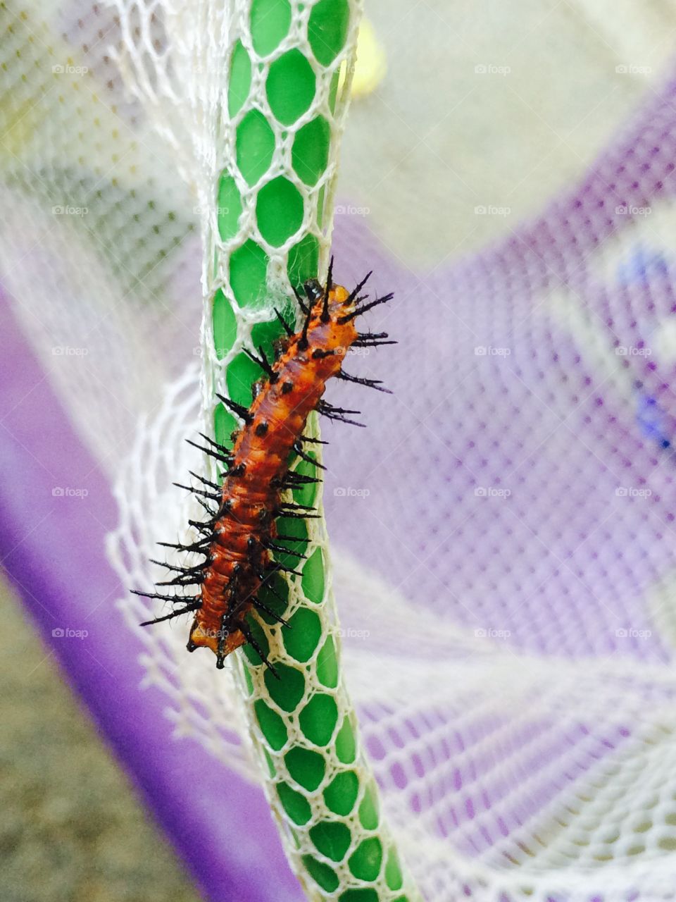 Caterpillar on the net